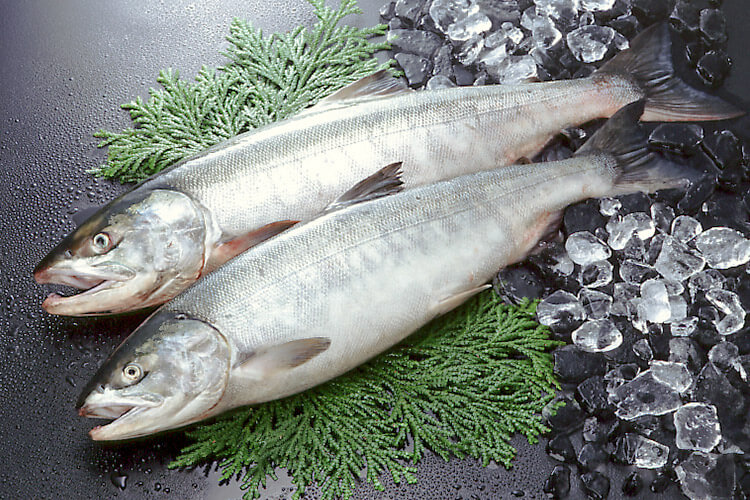 Salmon  UMAIMONO AOMORI